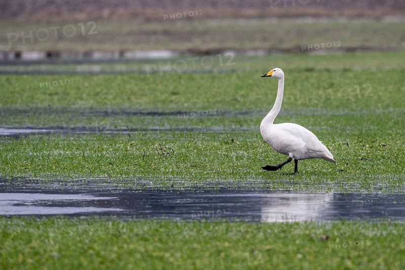 Whooper swans (Cygnus cygnus), Emsland, Lower Saxony, Germany