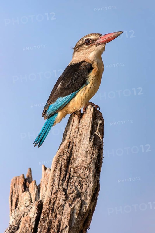 Brown-hooded Kingfisher, (Halcyon albiventris orientalis), perched on a dead tree on the Chobe Riverfront, Chobe National Park, Botswana