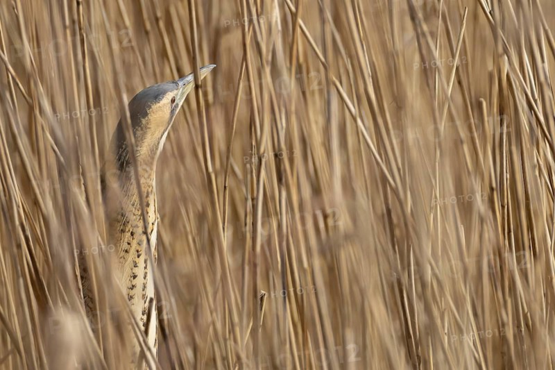 Great or Eurasian bittern (Botaurus stellaris) adult bird in a reedbed in spring, England, United Kingdom
