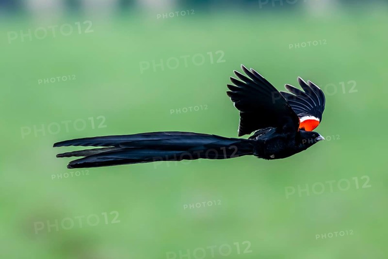 Long-tailed widowbird (Euplectes progne) in flight, South Africa