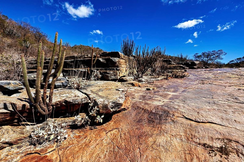 Cacti and rocks on dry land under an almost cloudless sky, the thornshrub savanna in the Caatinga countryside in the federal states of Pernambuco and Bahia in Brazil