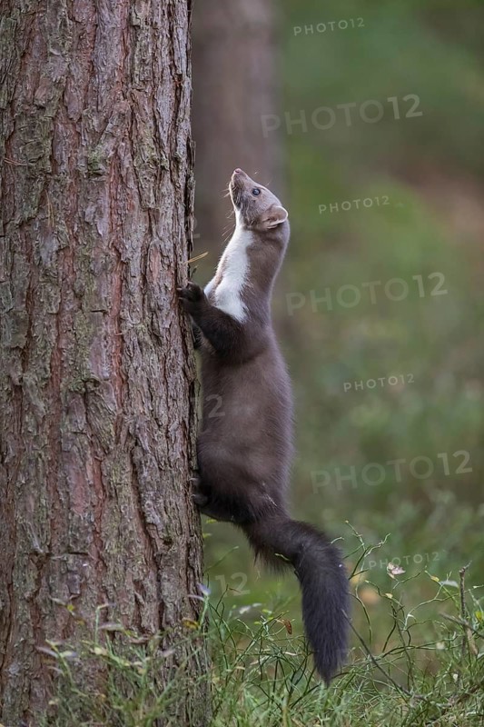 One beech marten (Martes foina) climbing up a tree. Trees and undergrowth in the background