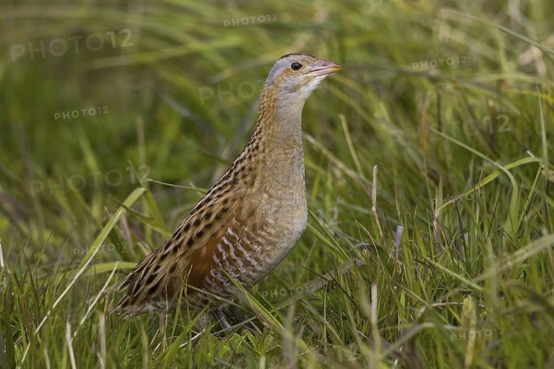 Corn Crake (Crex crex), Scotland, United Kingdom