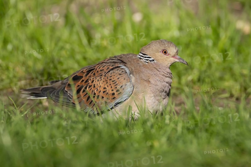 European turtle dove (Streptopelia turtur) adult bird in grassland, England, United Kingdom