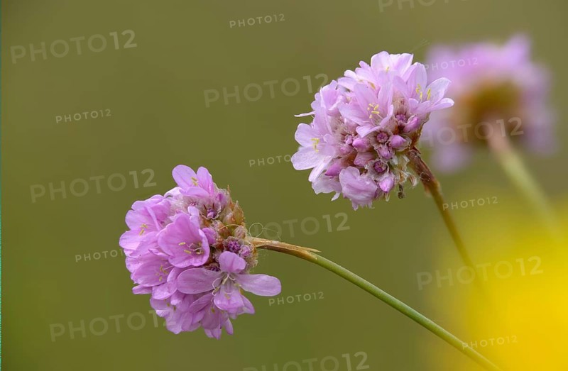 Armeria, Armeria Maritima var. Bottendorfensis, Bottendorfer grass clove, grass clove, flora, plants, plants, sea pink, sea thrift, thrift