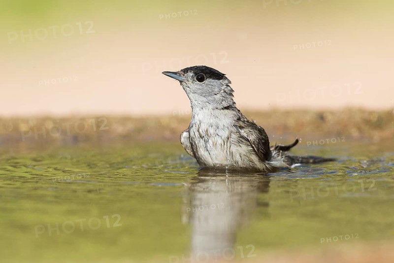 Eurasian Blackcap (Sylvia atricapilla) male bathing, Eilat, Israel