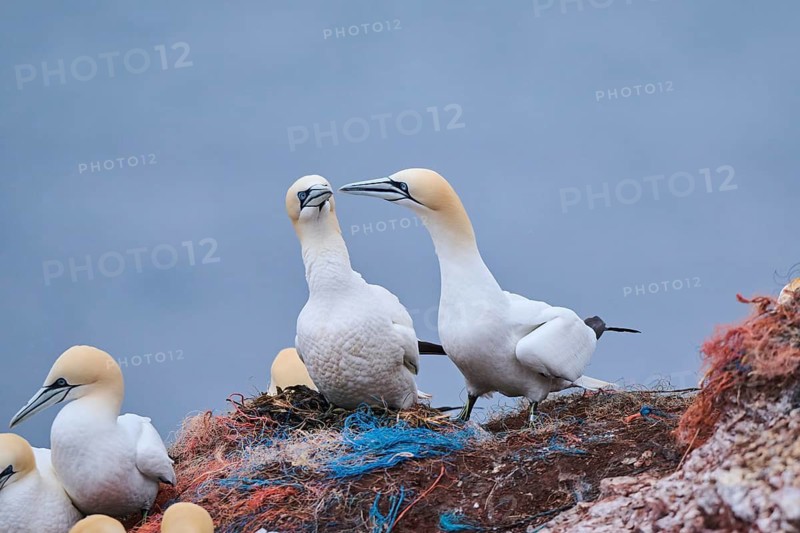 Northern gannet (Morus bassanus) couple greeting each other with their beaks, wildlife, Helgoland, Germany