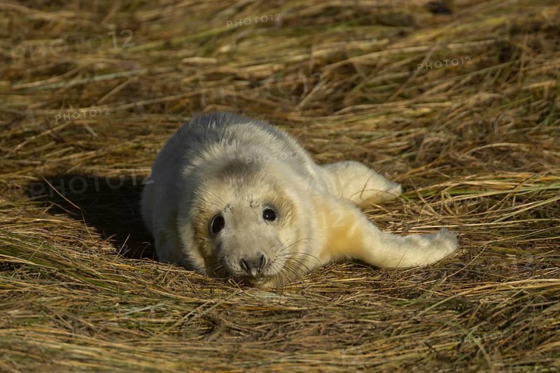 Grey seal (Halichoerus grypus) juvenile baby pup animal resting on a sand dune by a beach in winter, England, United Kingdom