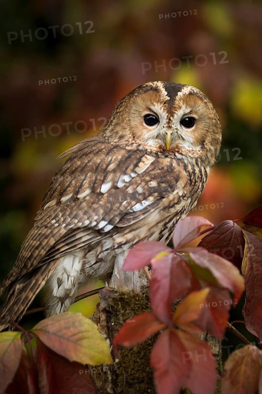 Tawny Owl (Strix aluco) captive, Germany