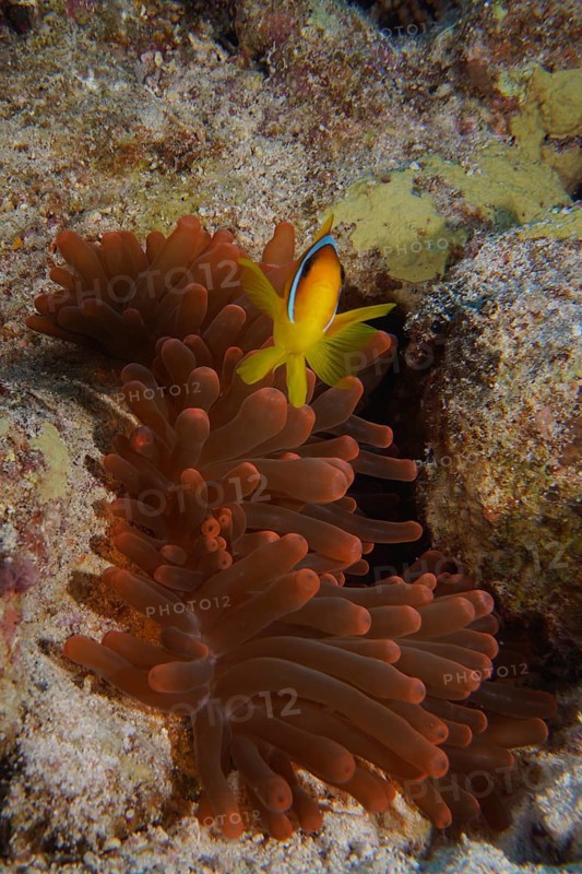 A glowing clownfish amongst a fluorescent bubble anemone (Entacmaea quadricolor) in the coral reef, Hausriff dive site, Mangrove Bay, El Quesir, Red Sea, Egypt