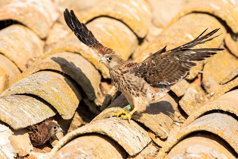 Lesser Kestrel (Falco naumanni) juveniles on a roof, Castile-La Mancha, Spain