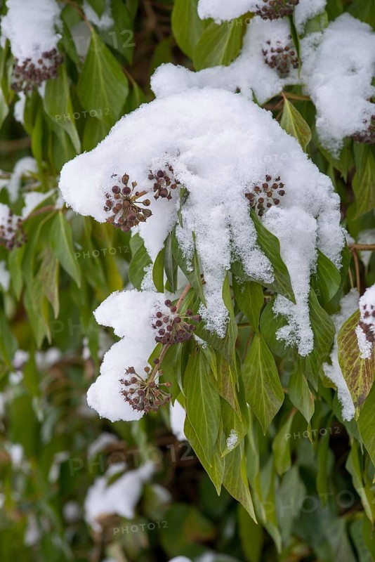 Araliaceae, tree wind, common ivy, ivy, hedera helix, ivy, flora, high size, vertical format, plants, snow, snow, winter