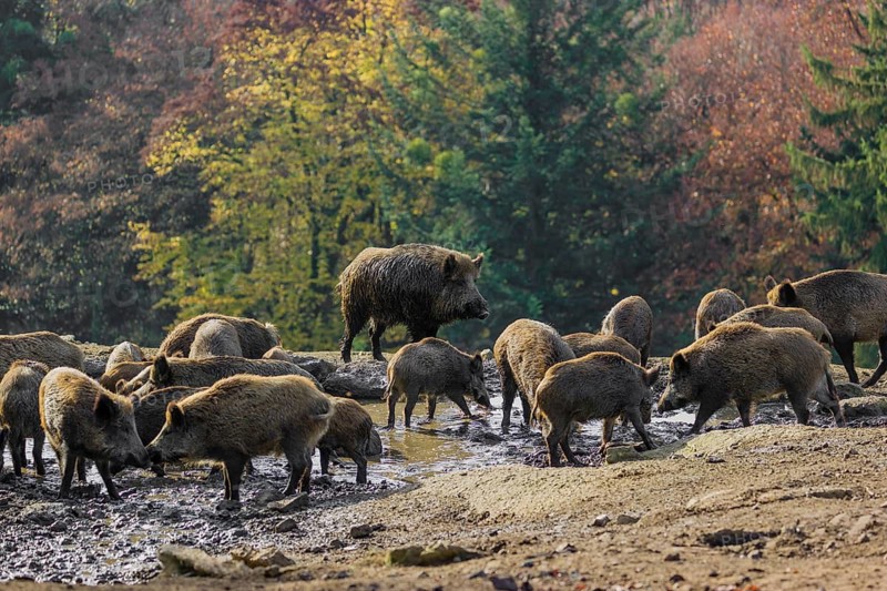 A group of wild boar or wild pig (Sus scrofa) stands in a waterhole, drinking