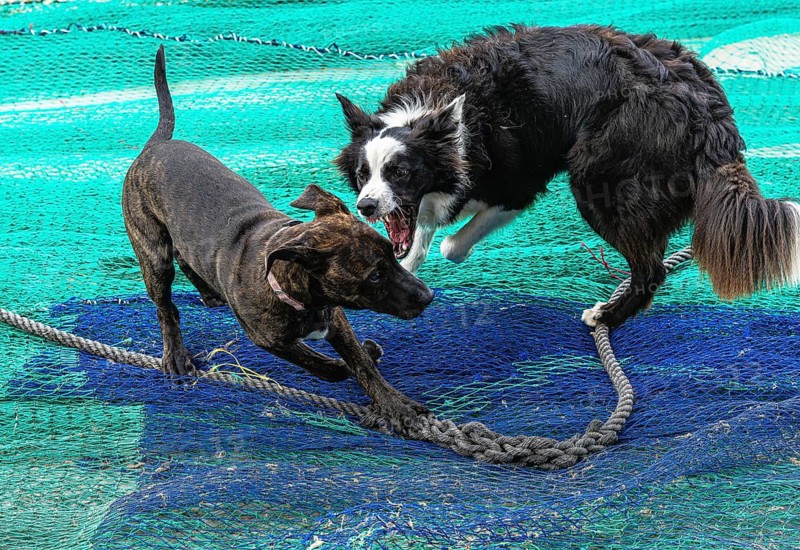 Playful dogs fight on fishermen's nets in the port of Cala Figuera, Majorca, Spain