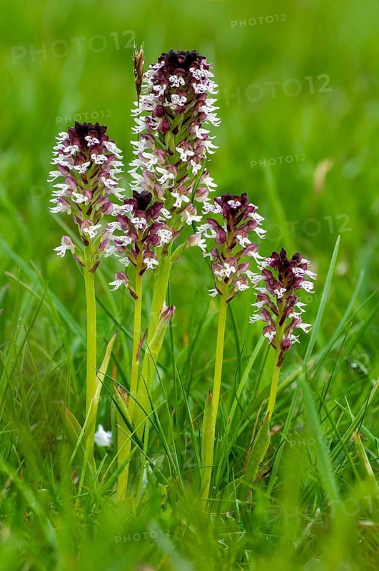 Fireboywort, Neotinea Ustulata, Orchidaceae, Orchids, Orchis Ustulata, Sweden, Burnt Orchid, Burnt Orchid, Flora, High Size, Portrait, Plants, Sweden, Öland