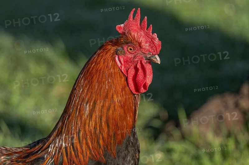 Cock is standing in the field. The morning sun gives its plumage a wonderful light. He observes his surroundings very closely. Bas rhin, Alsace, France