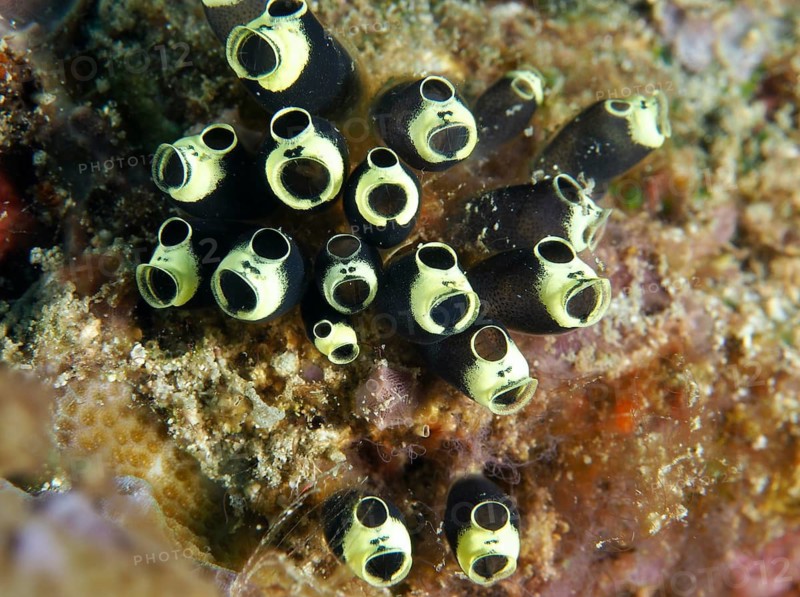 Dark tunicates with yellowish edges, robust sea squirts, club-shaped sea squirts (Clavelina robusta), on a coral substrate, Twin Reef dive site, Penyapangan, Bali, Indonesia