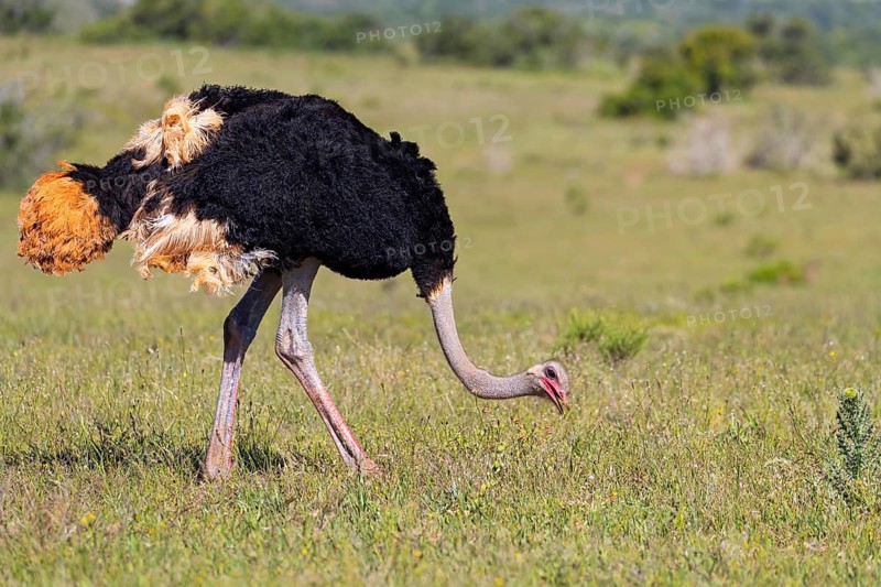 Ostrich, (Struthio camelus), foraging, biotope, habitat, Addo Elephant National Park, Addo, Western Cape, South Africa