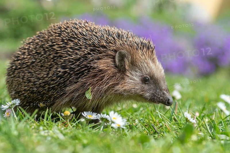 Erinaceus europaeus, hedgehog, insectivora, insectivora, insectivora, mammals, prickly, mammals, y12