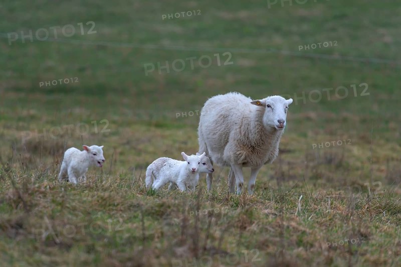 Sheep, Moorschnucke with her three lambs, Othenstorf, Mecklenburg-Western Pomerania, Germany