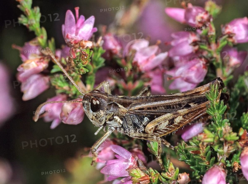 Gomphocerippus rufus, Gomphocerus rufus, grasshoppers, red club scare, rufous grasshopper, grasshopper, heather, heather, grasshoppers, insects