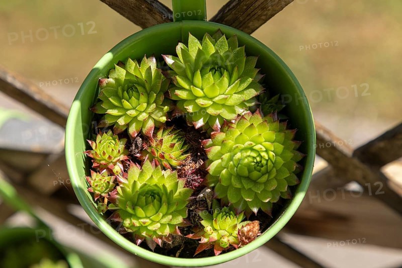 Succulents in a green hanging pot in sunlight