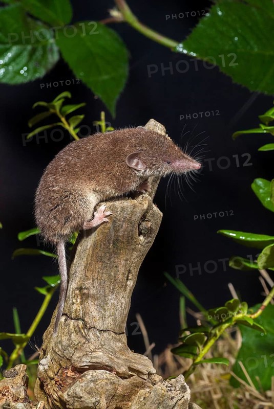 Crocidura russula, greater white-toothed shrew, house shrew, insectivora, insectivora, insectivora, high size, vertical format, mammals, shrew, mammals