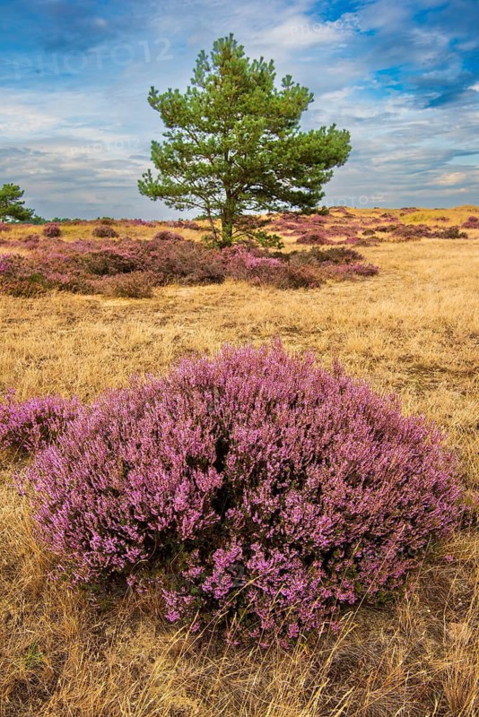Heather (Calluna vulgaris) in the Hooge Veluwe National Park, De Hooge Veluwe, Arnhem, Netherlands
