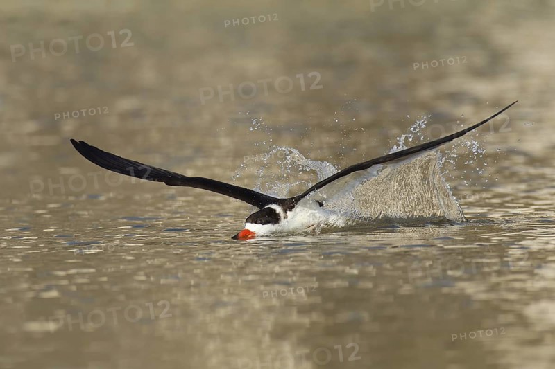 Black Skimmer (Rynchops niger) flying, Florida, USA