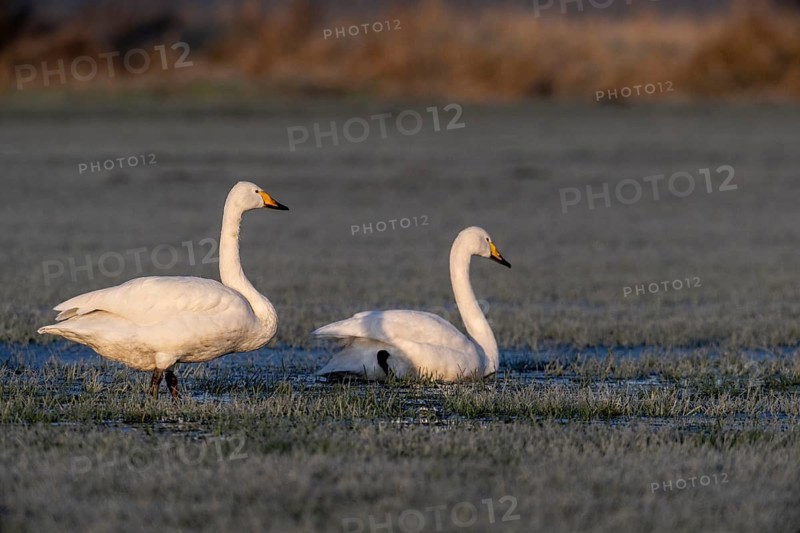 Whooper swans (Cygnus cygnus), Emsland, Lower Saxony, Germany