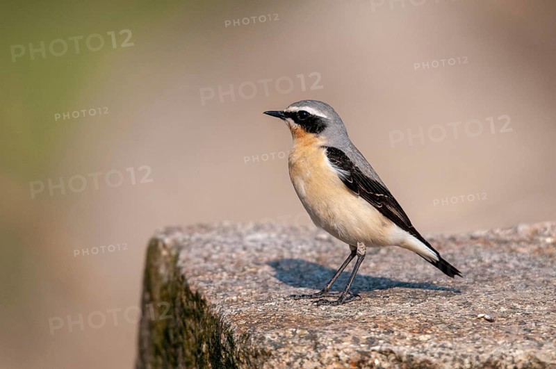 Brandenburg, Germany, national natural heritage, Grünhaus natural paradise, oenanthe oenanthe, Steinschmätzer, wheatear, post-mining landscape, birds, green house, male, passeri, songbirds, birds