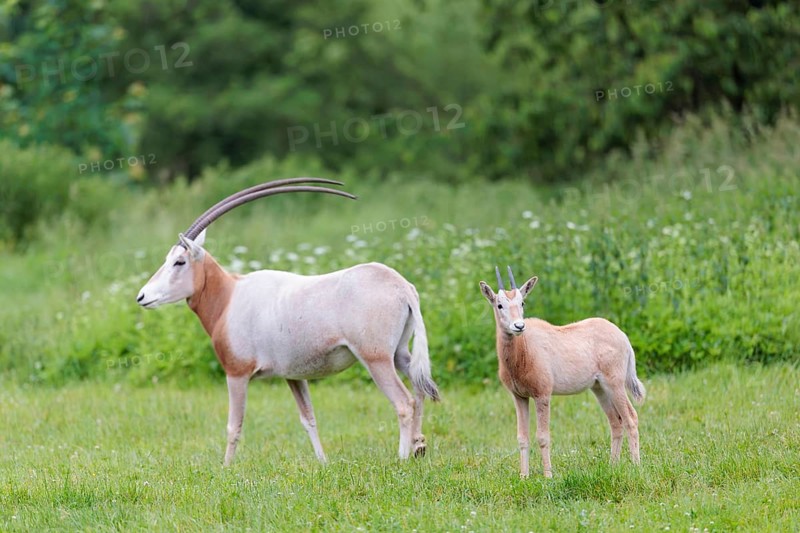 A female Scimitar Oryx (Oryx dammah) and a young run across a green meadow on a cloudy day. Extinct in the wild. Central Sahara, Niger, Chad