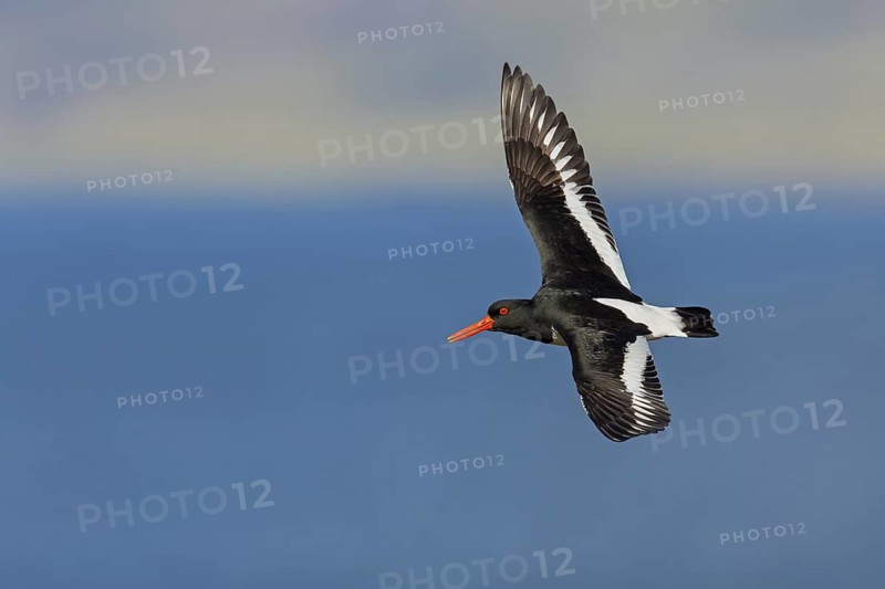Oystercatcher, (Haematopus ostralegus), animals, birds, flight recording, wader, gull, alcove bird, flight recording, Hjarðarholt, Vesturland, Iceland