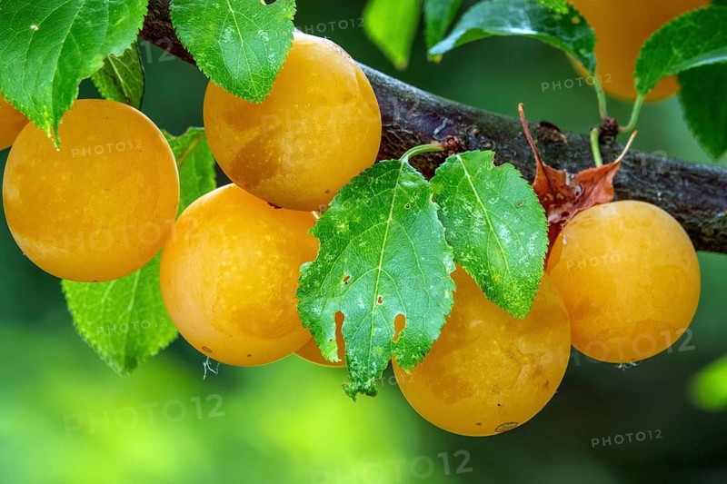 Mirabelle (Prunus domestica subsp. syriaca), fruit, Baden-Württemberg, Germany