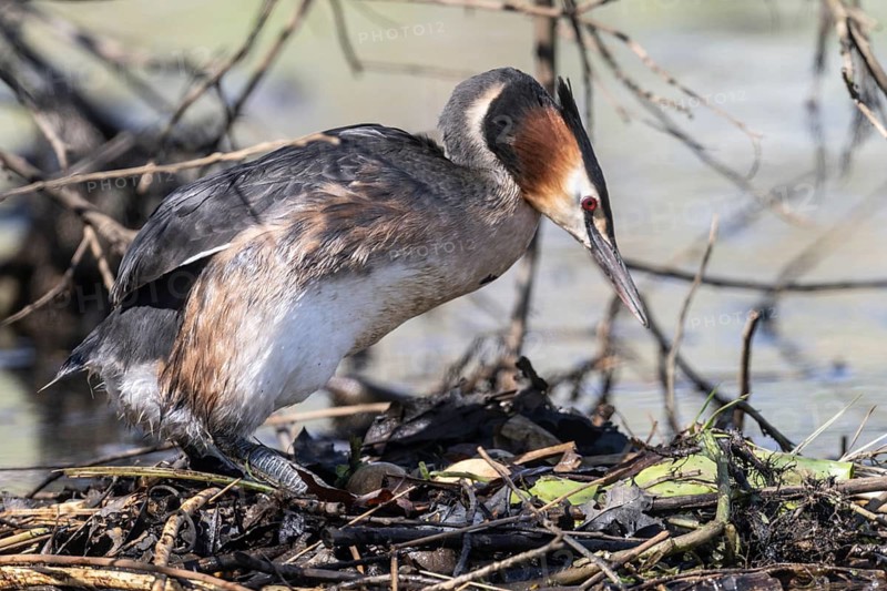 Great Crested Grebe (Podiceps Scalloped ribbonfish) at the nest, Emsland, Lower Saxony, Germany