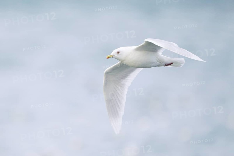 Iceland Gull (Larus glaucoides) flying, Iceland