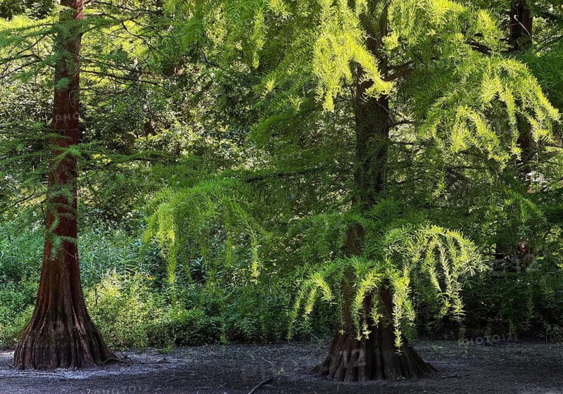 True bald cypresses (Taxodium distichum) in a dry bald cypress pond in midsummer, Rombergpark, Dortmund, North Rhine-Westphalia, Germany