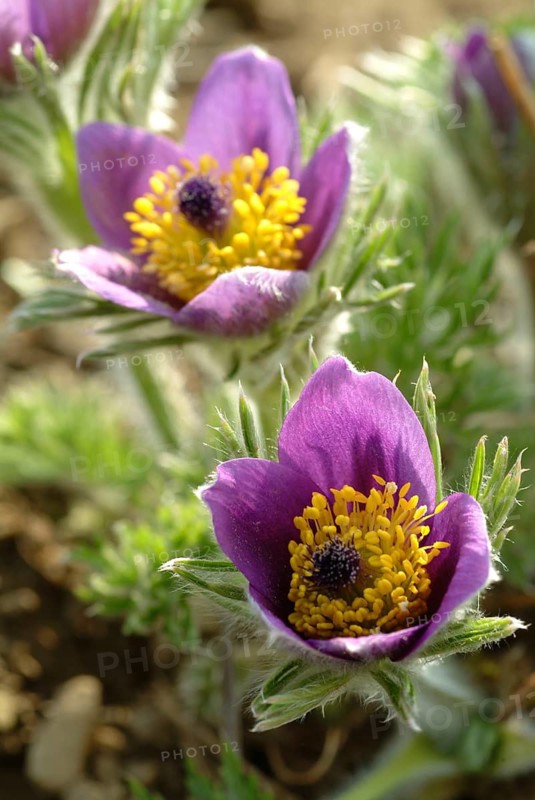 Common pasque flower (Pulsatilla) vulgaris, also known as common pasque flower, pasque flower or cow pasque flower was already valued by Hippocrates for its effect as a medicinal plant, namely for colds, headaches, anxiety, hysteria as well as for promoting menstruation