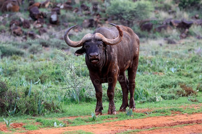 Cape buffalo (Syncerus caffer), adult, foraging, Mokala National Park, Northern Cape, South Africa