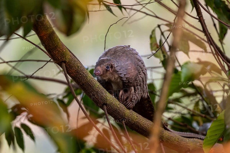 Pangolin climbing a tree, white-bellied pangolin (Phataginus tricuspis, Manis tricuspis), Western Region, Pangolin Rescue Center, Uganda