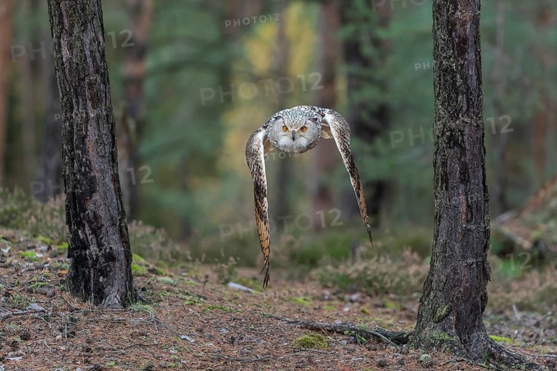 One Siberian Eagle Owl (Bubo bubo sibiricus) flying thru a forest