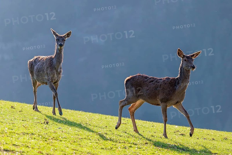 Two female red deer (Cervus elaphus) run in the morning backlit by the sun across a green meadow in hilly terrain. A forest can be seen in the background. Bavaria, Germany