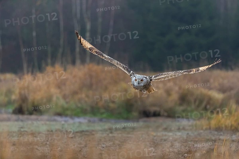 One Siberian Eagle Owl (Bubo bubo sibiricus) flying over tall reed grass lakeshore on an autumnal misty cold morning