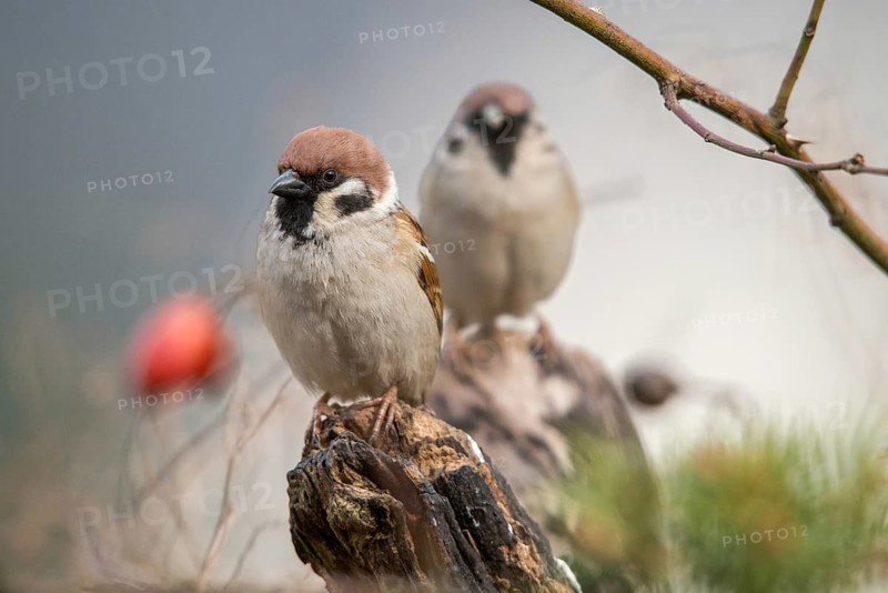 Tree Sparrow, Passer Montanus, Sparrow, Tree Sparrow, Birds, Passeri, Songbirds, Sparrow, Sparrow, Sparrow, Sparrow, Sparrow, Birds