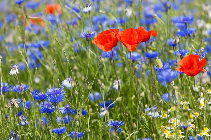 Cornflowers (Centaurea cyanus) and poppies (Papaver) blooming at the edge of a faded rape field (Brassica napus), Saxon Elbland, Saxony, Germany