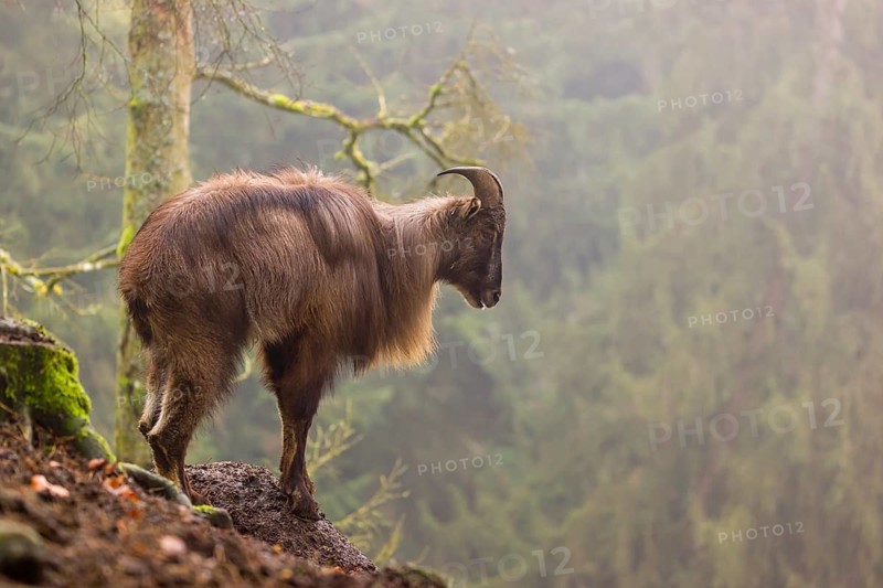 A male Himalayan Tahr (Hemitragus jemlahicus) stands in the forest on a foggy day