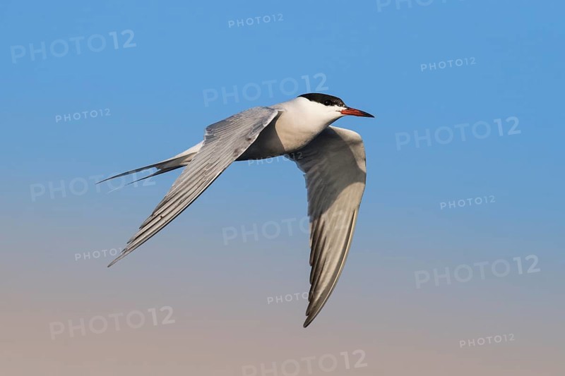 Common Tern (Sterna hirundo) flying, Eilat, Israel