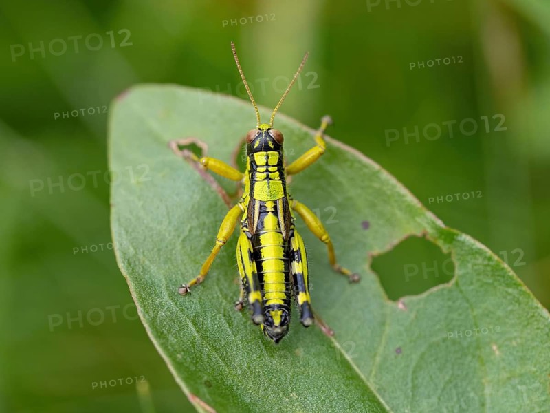 Green mountain grasshopper (Miramella alpina), Grasshopper, Green Mountain Grasshopper, grasshopper, insect, insects, close-up, Black Forest, Feldberg region, Baden-Württemberg, Federal Republic of Germany