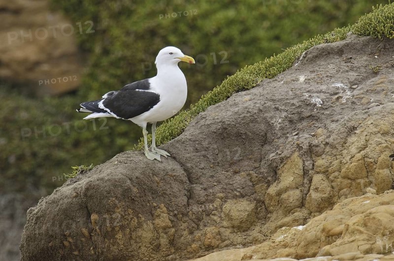Kelp Gull (Larus dominicanus), New Zealand