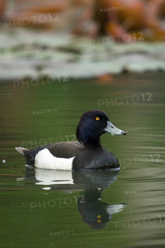 Aythya fuligula, heron duck, tufted duck, anatidae, birds, ducks, ducks, duck birds, high size, portrait format, male, birds, waterbirds, waterbirds